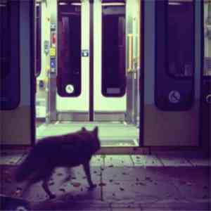 Peter Broderick - Three Film Score Intakes mp3 album