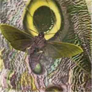The Mothmen - Pay Attention! mp3 album