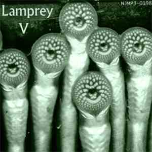 Lamprey - Lamprey V mp3 album