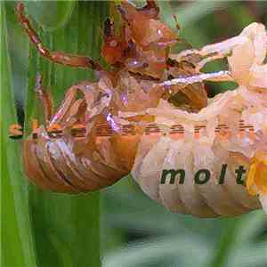 Sleepsearch - Molt mp3 album