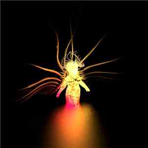 Falls  - Prayer002 mp3 album