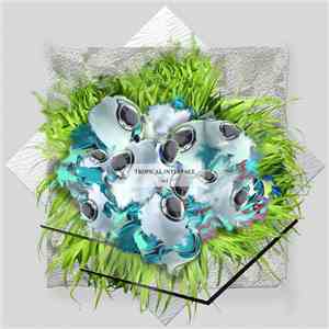 tropical interface - scl mp3 album