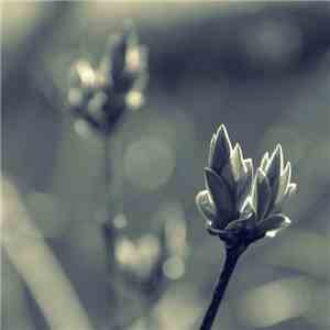 Alex Humann - Dawn mp3 album