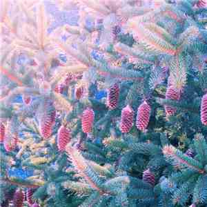 Kirill Platonkin - Inward Island mp3 album