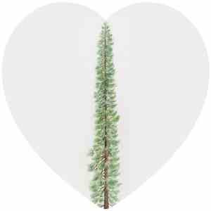 Will Thomas Long - Sequoia mp3 album