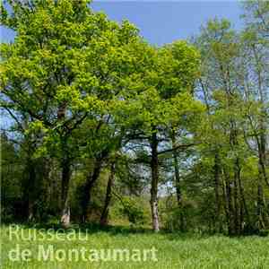 Olivier Nijs - Ruisseau de Montaumart mp3 album