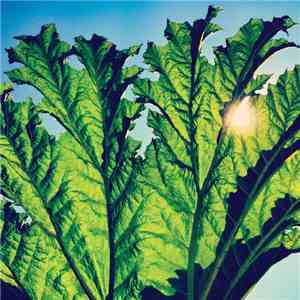Pfarmers - Gunnera mp3 album