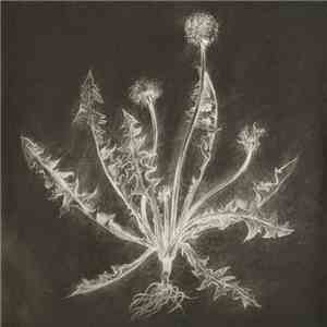 Scott Tuma - Dandelion mp3 album