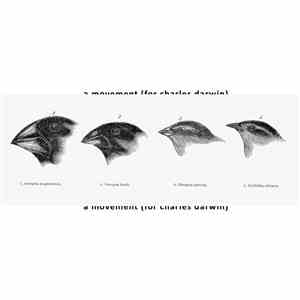 elizabeth Veldon - A Movement (For Charles Darwin) mp3 album