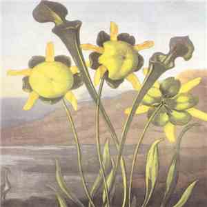 Martin Archer - English Commonflowers mp3 album