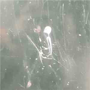 Orderinthechaos - Orderinthechaos mp3 album