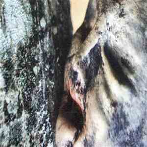 Brume - Fractisum mp3 album