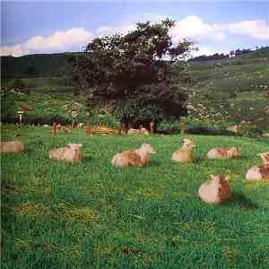 DJ Yogurt & Koyas - Chill Out mp3 album