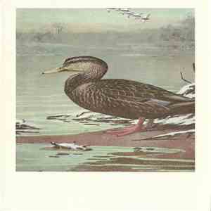 No Artist - Black Duck mp3 album