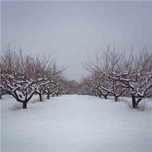 The Mountain Movers - Apple Mountain mp3 album