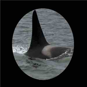 Maliek Bennett - Orca mp3 album