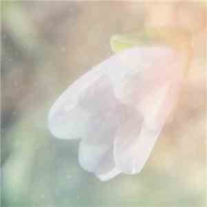 Poemme - Blooming Spring mp3 album