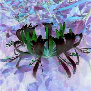 Skullflower - Bodhiviolence mp3 album