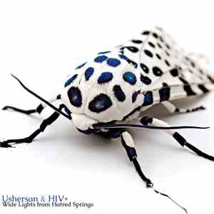 USHERsan & HIV+ - Wide Lights from Hatred Springs mp3 album