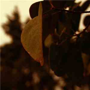 Life Toward Twilight - Evening Conversations mp3 album