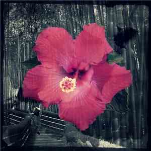 Skywide - Floral Avenue mp3 album